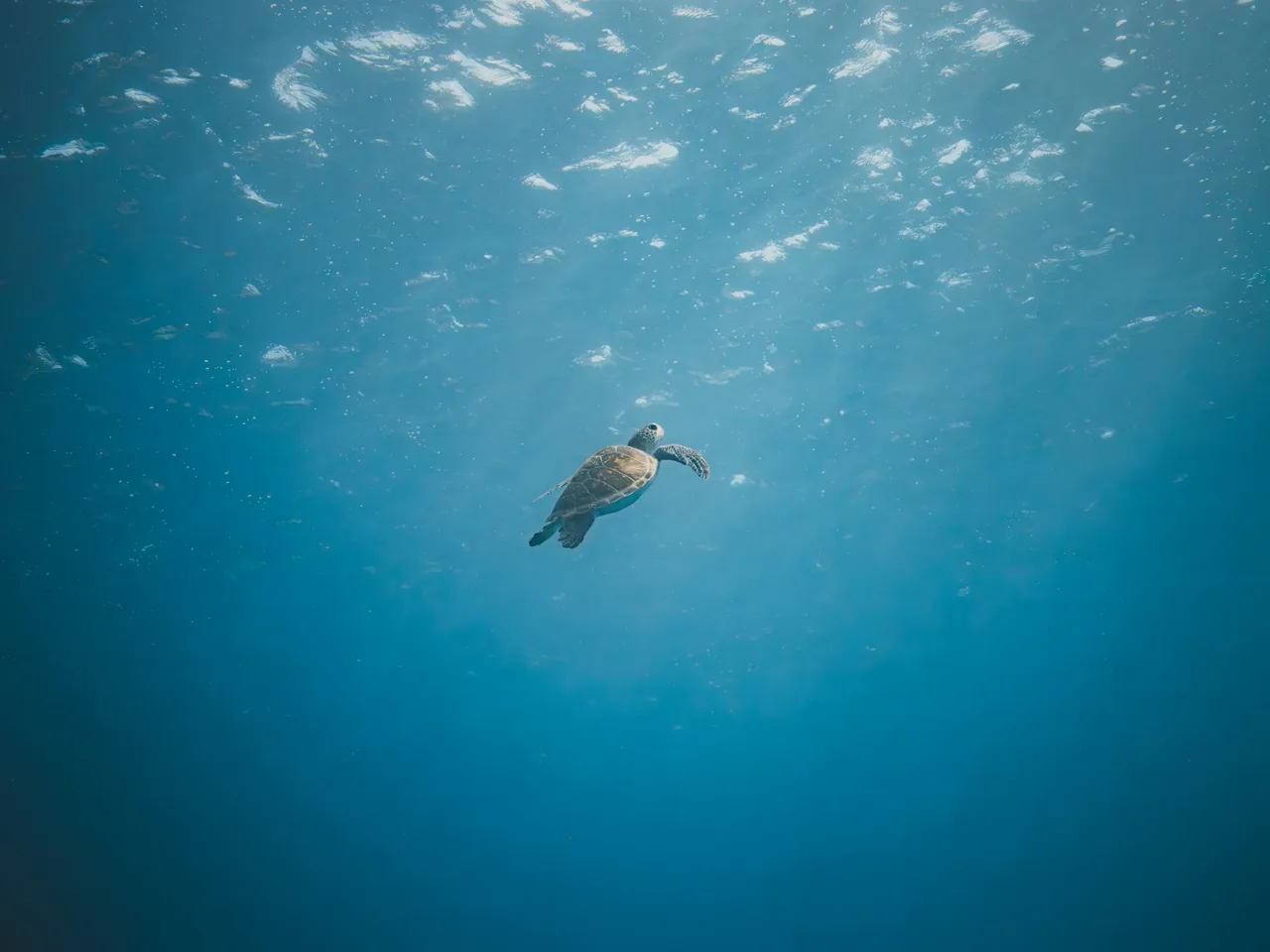 A sea turtle in the waters of Saint-Barthélemy